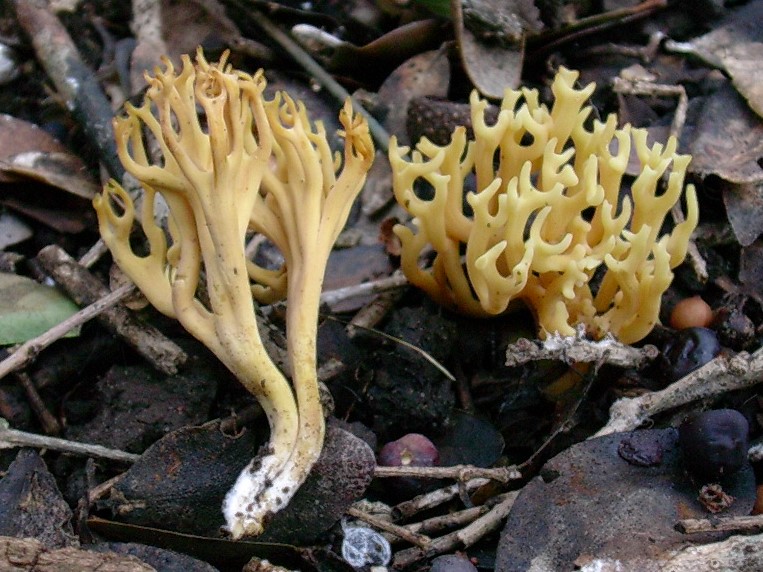 529 Dicembre vecchio ritrovamento